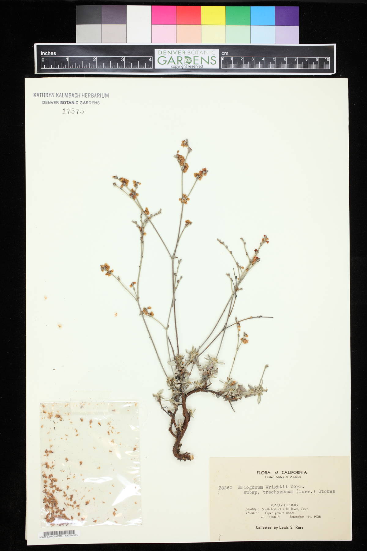 Eriogonum wrightii subsp. trachygonum image