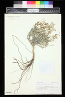 Eriogonum contortum image