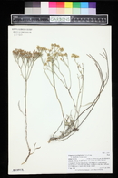 Eriogonum lonchophyllum var. lonchophyllum image