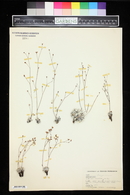 Eriogonum tenellum image