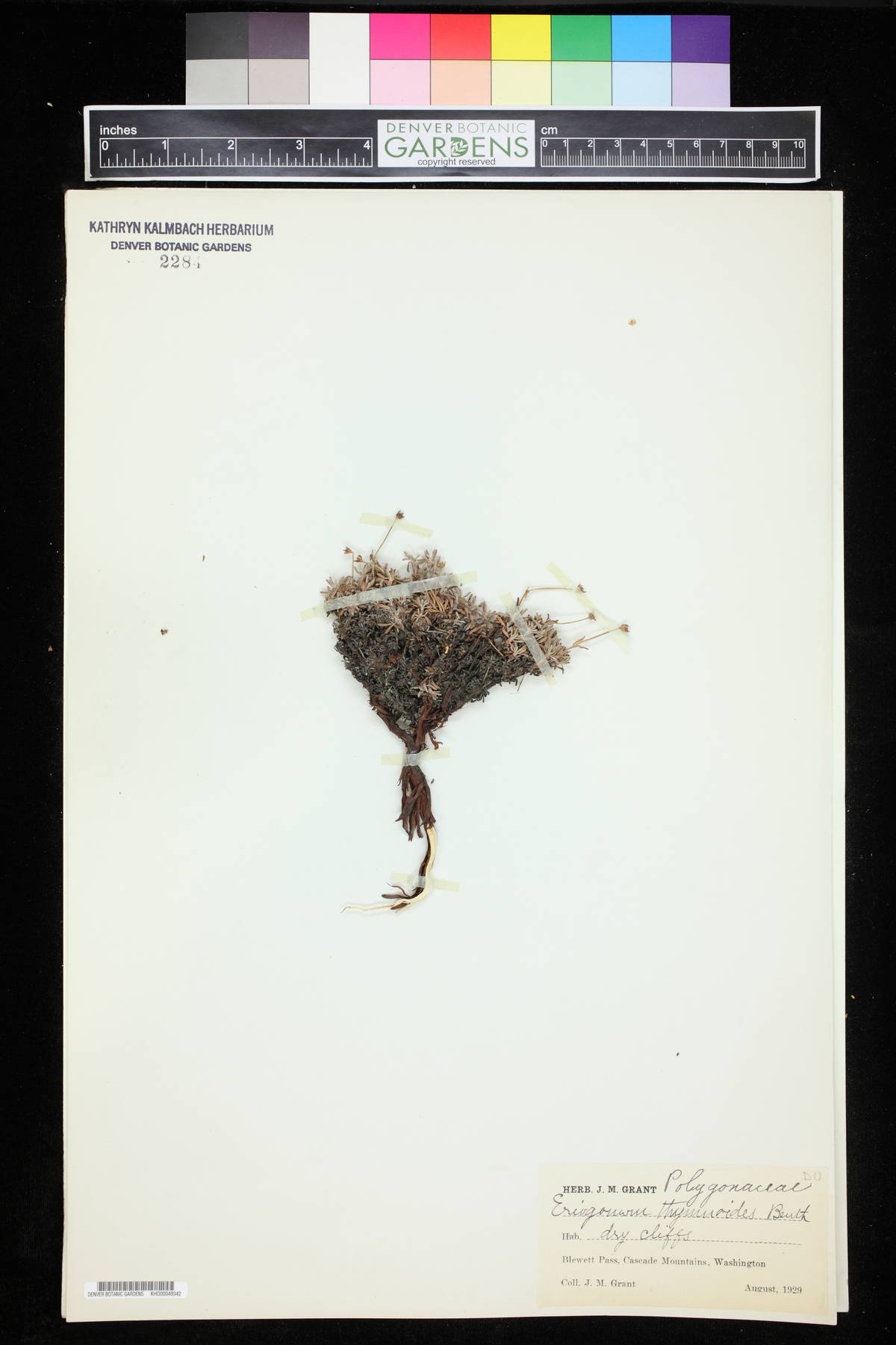 Eriogonum thymoides image