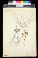 Eriogonum trichopodum image