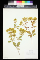 Eriogonum allenii image