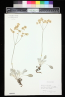 Eriogonum strictum image