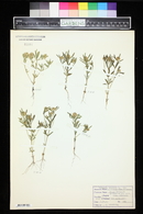 Polygala cruciata image