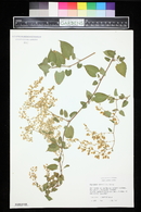 Polygonum baldschuanicum image