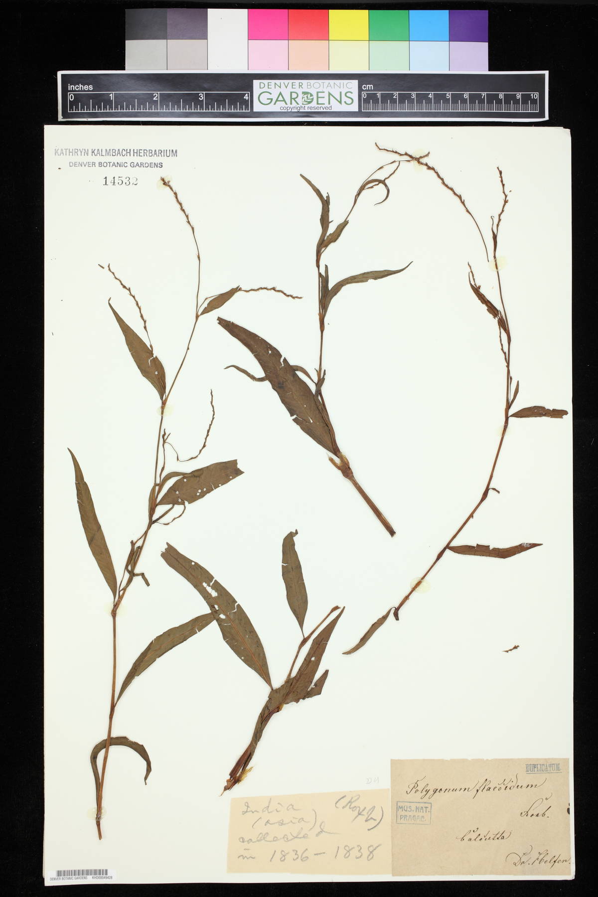 Polygonum flaccidum image