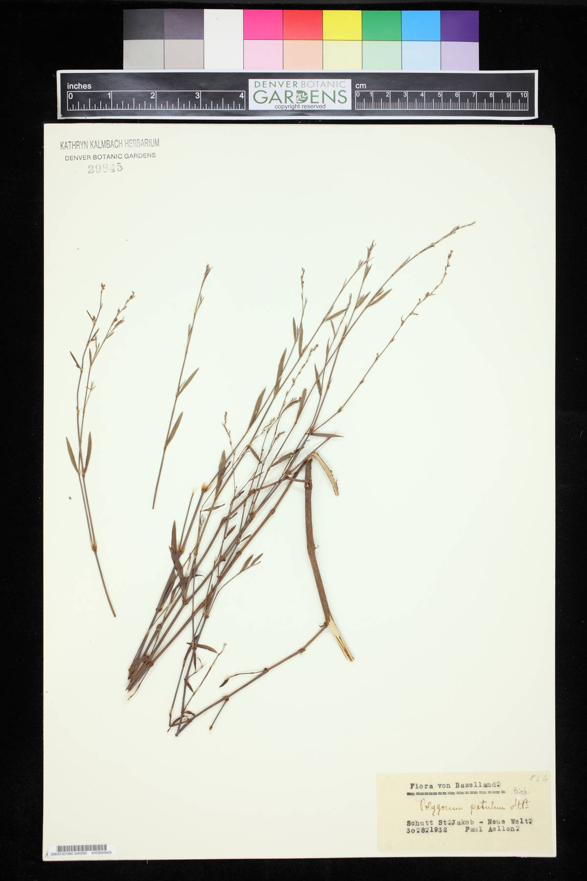 Polygonum patulum image