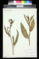 Rumex altissimus image