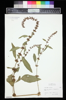 Rumex obtusifolius image