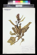 Rumex hymenosepalus image