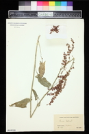 Rumex acetosa image