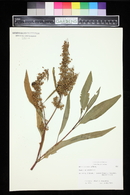 Rumex verticillatus image