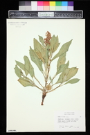 Rumex venosus image