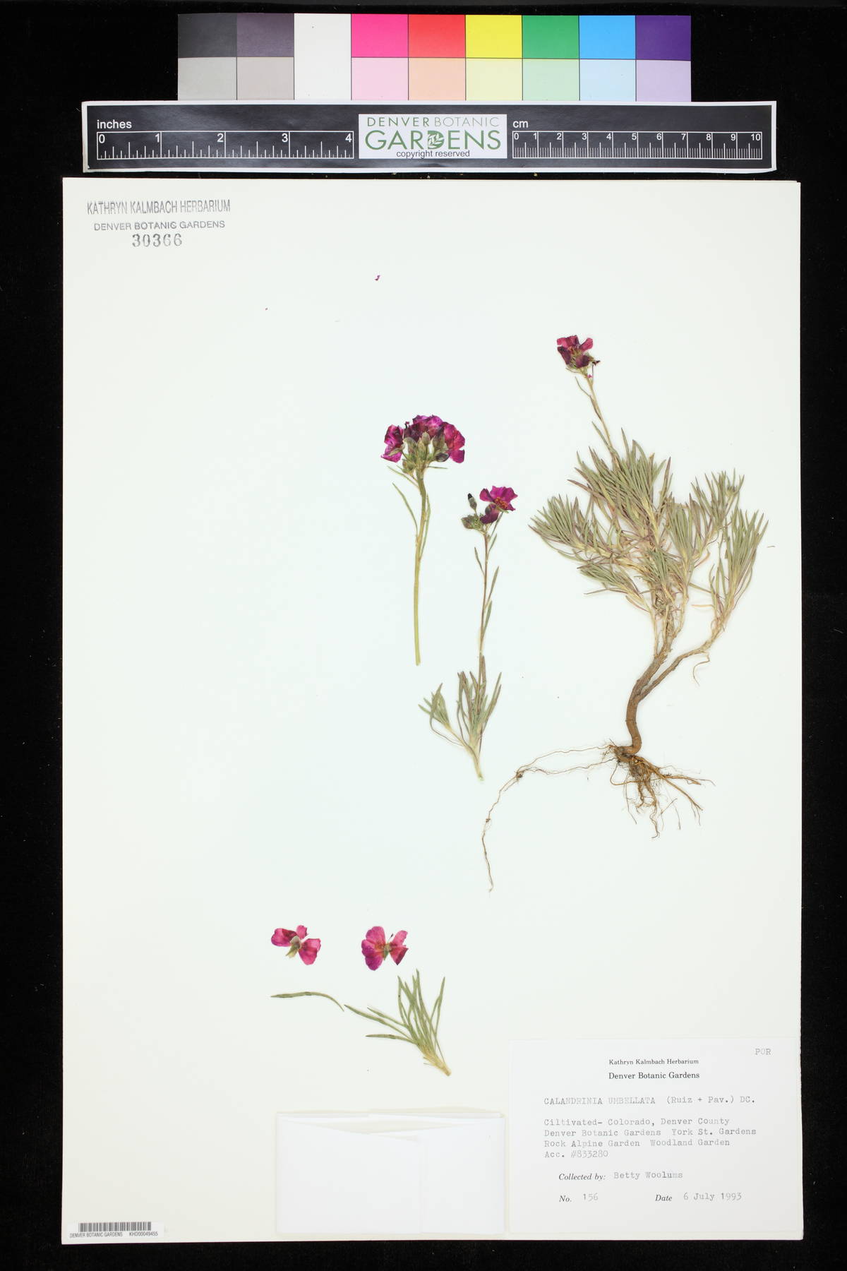 Calandrinia umbellata image