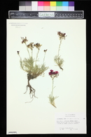 Calandrinia umbellata image