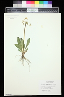 Primula pauciflora image