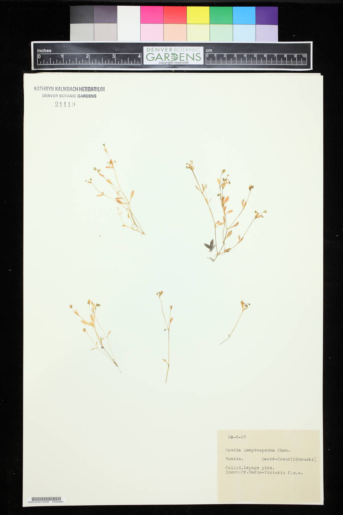 Montia lamprosperma image
