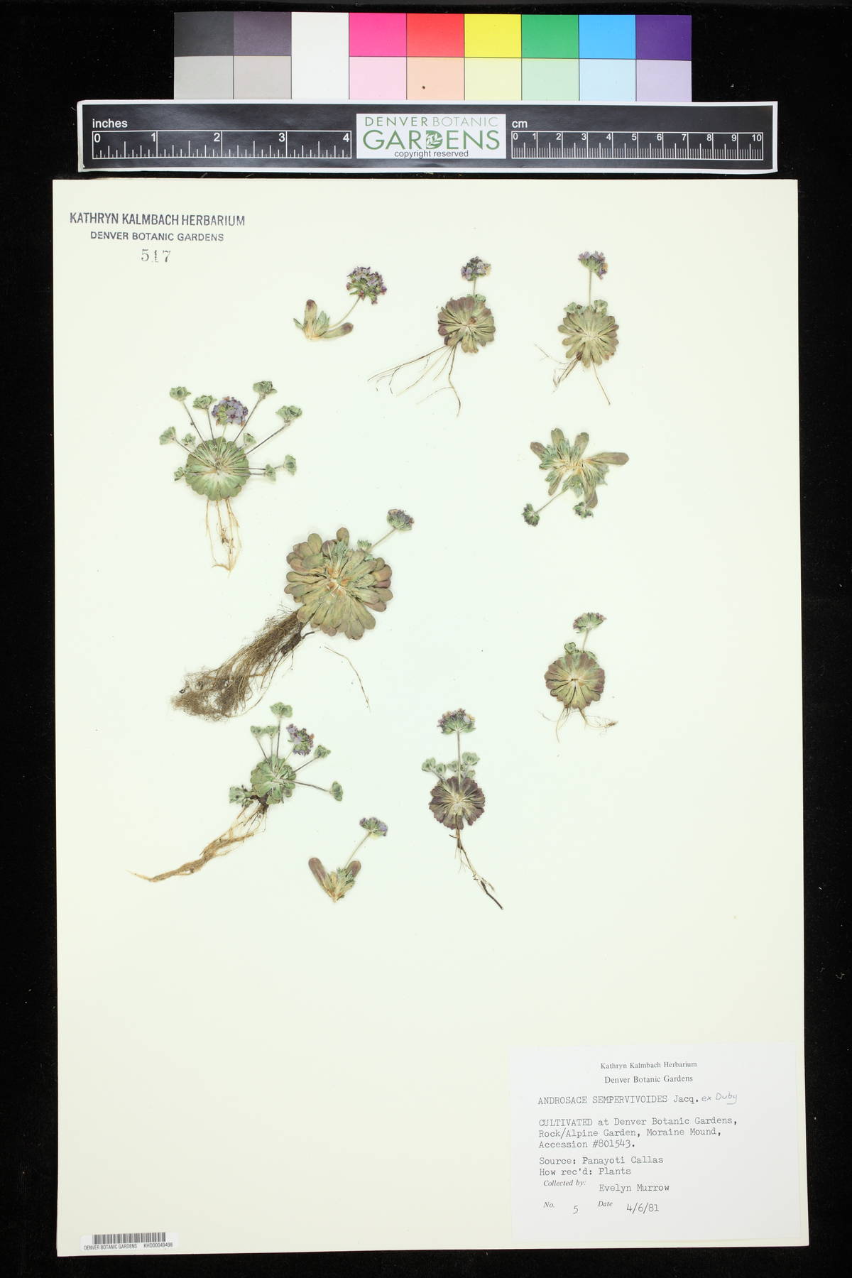 Androsace sempervivoides image