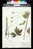 Anemone virginiana image