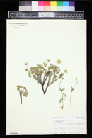 Anemone drummondii subsp. drummondii image