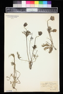 Anemone pratensis image