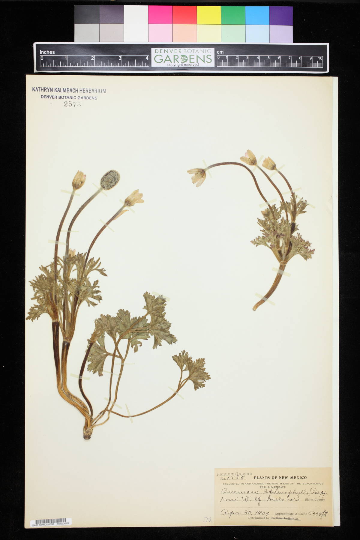 Anemone sphenophylla image