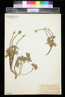 Anemone sphenophylla image