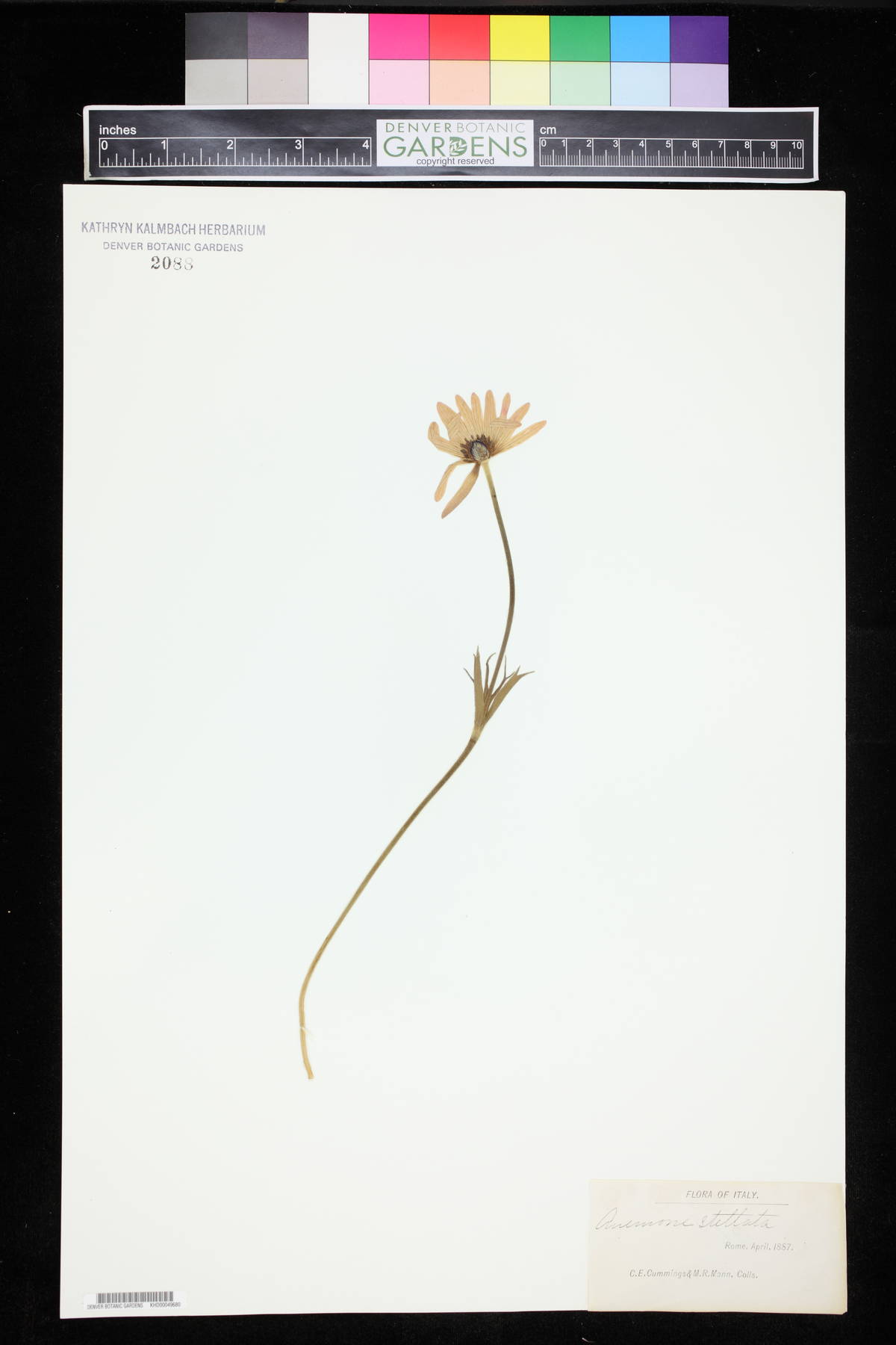 Anemone hortensis image