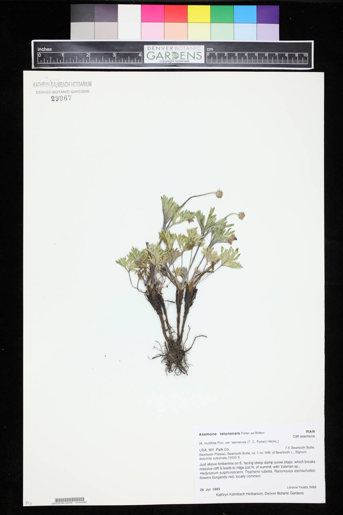 Anemone tetonensis image