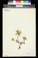 Anemone vernalis image