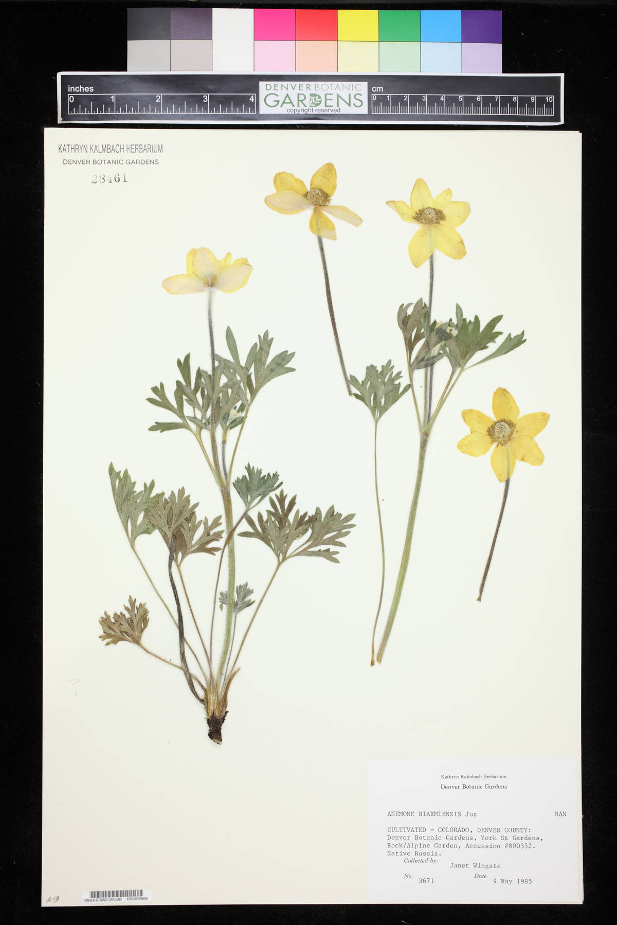 Anemonastrum biarmiense image