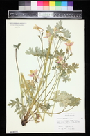 Aquilegia chrysantha image