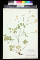 Aquilegia micrantha image