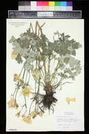 Aquilegia fragrans image