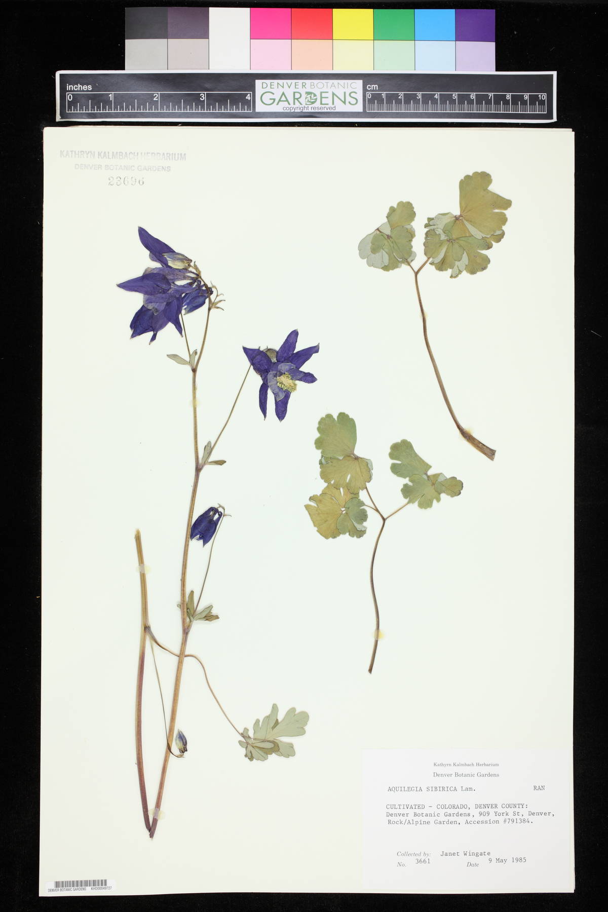 Aquilegia sibirica image
