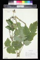 Clematis heracleifolia image