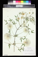 Clematis tangutica image