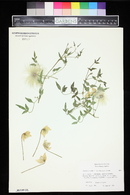 Clematis tangutica image