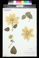 Clematis lanuginosa image