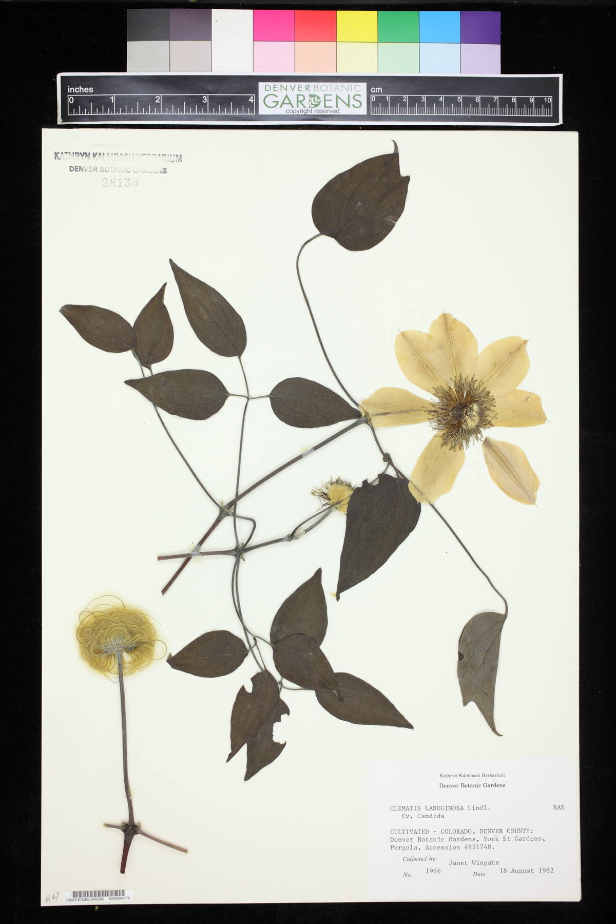 Clematis lanuginosa image
