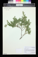 Juniperus scopulorum image