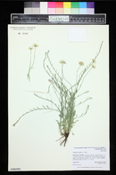 Erigeron flagellaris image