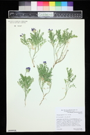 Astragalus agrestis image