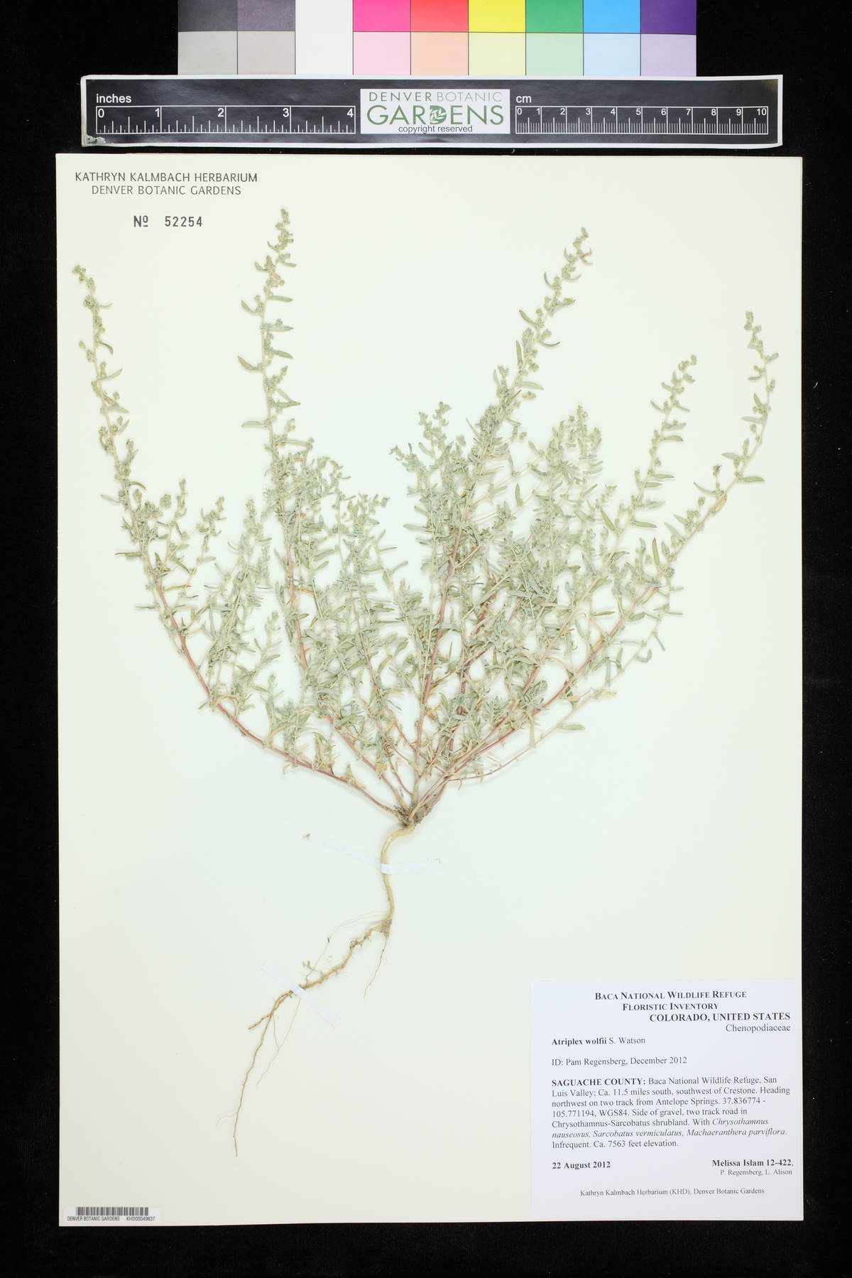 Atriplex wolfii image