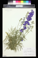 Delphinium ajacis image