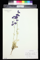 Delphinium ajacis image