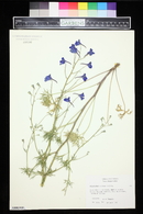 Delphinium grandiflorum image