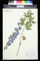 Delphinium elatum image