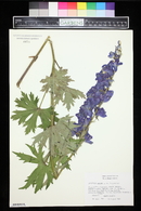 Delphinium elatum image